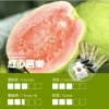 ILIA電子煙彈紅心芭樂-1.webp ILIA 哩亞一代電子煙彈一盒3入【紅心芭樂】